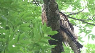 Red Kite Perched in a Tree [upl. by Rask]