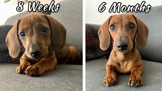 Mini dachshund puppy growing up  8 weeks vs 6 months [upl. by Olnek228]