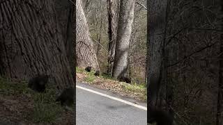 Mama Bear and Five Tiny Cubs Spotted Roaming in Asheville [upl. by Youlton]