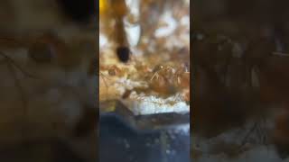 Camponotus Irritans Vip Pro Max ants hienkien taphoahienkien [upl. by Zelikow]