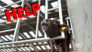 Calf Stuck In A Barrier  Project Shed Demolition Continues [upl. by Zat]