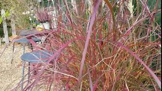 Miscanthus sinensis Red Chief [upl. by Puglia451]