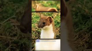 Stoat hypnotization sciencefacts science animals [upl. by Grantland]