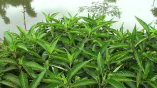 Justicia adhatoda  herb to treat cold asthma cough [upl. by Ycnalc]