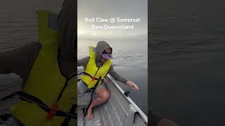 Red claw Trapping at Somerset Dam fishing boating outdoors fish redclaw outdoorkids [upl. by Esina]