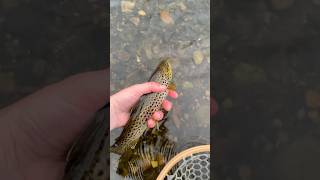 A pair of lovely browntrout on a tiny BWO Fall flyfishing 😍 trout FarmingtonRiver fishing [upl. by Atirma594]