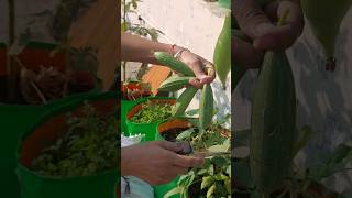 Vegetable garden on terrace 🏡🌶🫑🥒🌿  organic garden terracegarden gardening plants [upl. by Uriia]