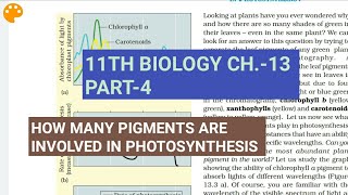 Class 11 BiologyCh13 Part4Pigments involved in photosynthesisStudy with Farru [upl. by Yvad]