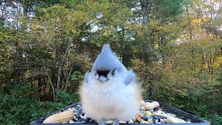 Tufted Titmouse [upl. by Doyle]