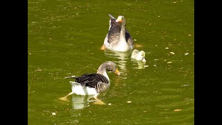 Esposos gansos  ánades reales y otrosHusbands geese mallards and others [upl. by Jud]