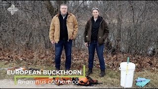 Buckthorn Removal Tools and Techniques [upl. by Kendrah329]