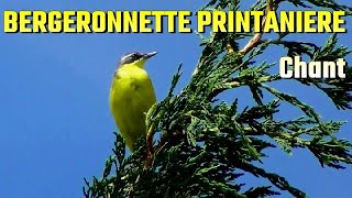 CHANT DE BERGERONNETTE PRINTANIERE [upl. by Annairt]