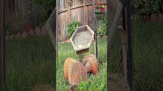 2 ADORABLE GROUNDHOGS ON A WILD ADVENTURE🐾🌿LovelyNature FunnyAnimals woodchuck [upl. by Alinna]