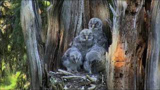 Great Gray Owl Nest Male brings prey gives to owlet 853am MDT 5232017 [upl. by Aisset]