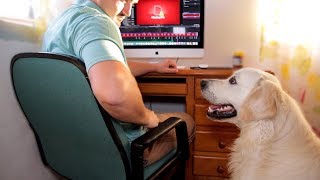 What does my Dog do when I work Funny Dog Wants Attention [upl. by Garrett154]