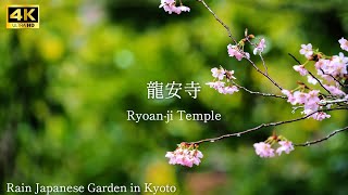 【 Ryoanji Temple 】🇯🇵☔️Rain Japanese Garden in Kyoto The sound of rain [upl. by Anuat809]