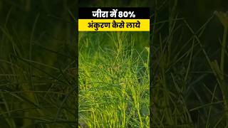 Jira ki kheti में उत्पादन में बढ़वार लाने के लिए टिप्स  Cumin crop jeera agrostar shorts [upl. by Aurita827]