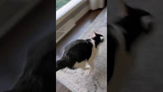 Wobbly cat zoomies💨 Charlie has CH which causes him to wobble [upl. by Fitts]