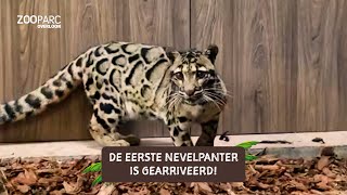 Daar is ze dan de langverwachte eerste nevelpanter 🐆 [upl. by Smada517]