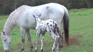 Black Leopard KNABSTRUPPER Colt  FriesianHorsecomau  More Horses [upl. by Ahslek]