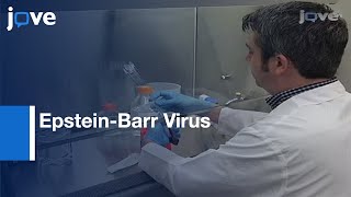 Establishment EpsteinBarr Virus GrowthTransformed Lymphoblastoid Cell Lines l Protocol Preview [upl. by Troxell]