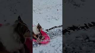 SnowLoving Dog Goes Sledding in Wisconsin Backyard shorts [upl. by Ecirted]