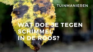 Schimmel in de roos ook wel black spot genoemd Zwarte vlekken [upl. by Dalston]