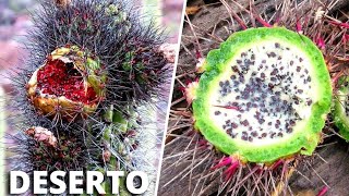 10 Frutas DIFERENTES e INCRÍVEIS Nativas do DESERTO Que Você Provavelmente Nunca Viu [upl. by Ute]