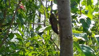 Cicada Serenade Fairfield Lakes Tippecanoe County [upl. by Ednalrym]