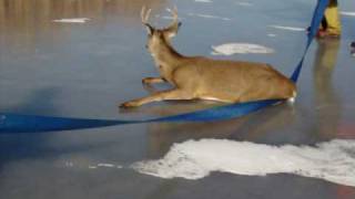 Saving Deer off of ice [upl. by Richy]