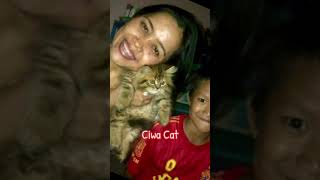 Penampakan Ciwa Cat dari usia 25 bulan hingga sekarang usia 11 tahun cat kucing catlover [upl. by Oramug]