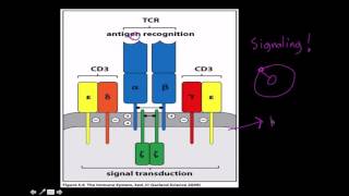 Immunology T cell receptor structure and function [upl. by Eeniffar]