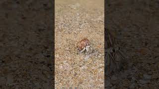 Hermit Crab Sri Lanka beach srilankatravelvlog srilanka [upl. by Inman]