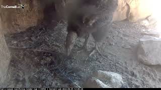 California Condor Chick Finds A Feather To Play With – Aug 25 2022 [upl. by Yorgo97]