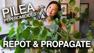 PILEA PEPEROMIOIDES PROPAGATION amp CARE  Houseplant Care Tips  Jolene Foliage [upl. by Theodor]