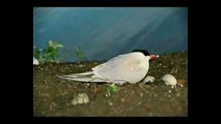 Upinė Žuvėdra  Common Tern [upl. by Malcolm457]