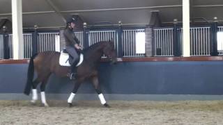 Sporthorse  Dressage horse for sale Dancing Queen [upl. by Ayarahs]