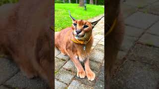 amazing type of cat catshorts catsforever catvideos trendingshorts catslifestyle catlover [upl. by Winnah686]