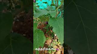 கத்தரிக்காய்🍆  Solanum melongena brinjal nature plants brinjal tamil youtubeshorts [upl. by Phillipe785]