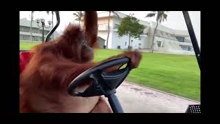 Orangutan driving golf cart 10 Hours [upl. by Katerine]