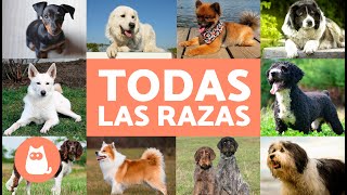 TODAS las RAZAS de PERROS del mundo 🐶 ¡Ordenadas Alfabéticamente [upl. by Sucramed]