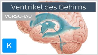 Hirnventrikel Vorschau  Anatomie des Menschen  Kenhub [upl. by Bergeron260]