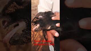 Tumor Diseases Symptoms In goat DRBALVIR viralvideo calf [upl. by Marena]