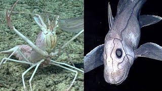 7 Strange Creatures Found in the Marianas Trench [upl. by Jillane753]