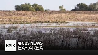 Stanford researcher studying how California can save more rainwater underground [upl. by Anoyk]