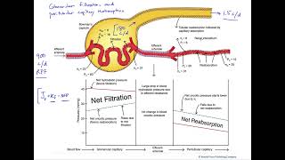 Glomerular filtration and peritubular capillary reabsorption [upl. by Etterb69]