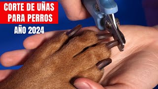 ¿Cómo cortar las uñas de mi perro en casa PASO A PASO 🐾✂️🐶👀 [upl. by Fabio]