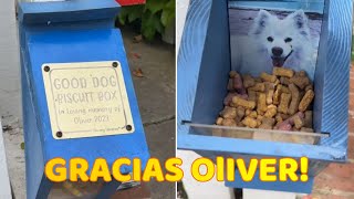 Perrito Encuentra una Caja Misteriosa en Paseo lo que Hay Dentro hace Llorar a Todos [upl. by Kelwin919]