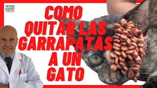 🟢 Garrapatas en Gatos Callejeros Pequeños y Bebés 🟢 Cómo Quitarlas con Remedios Caseros [upl. by Anglo]