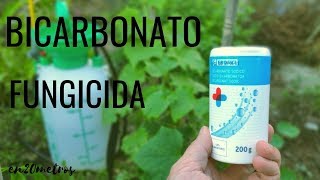 El FUNGICIDA más barato y FÁCIL DE USAR contra oídio y mildiu  BICARBONATO  en20metros [upl. by Betsy380]